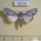 63226p Noctuidae Acronica psi Tyva rep. $7