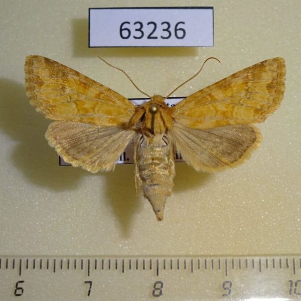 Noctuidae Conisania luteago f Kazakhstan