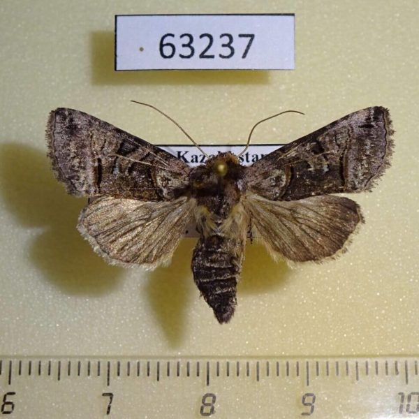 Noctuidae Abrostola tripartita Kazakhstan