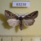 63238p Noctuidae Lophoterges centralasiae Kazakhstan $7
