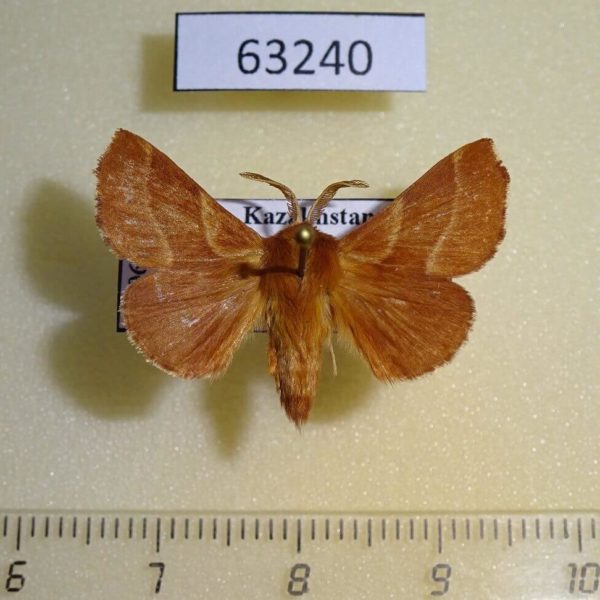 Lasiocampidae Malacosoma parallela Kazakhstan