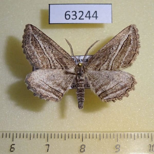 Geometridae Synopsia strictaria Tyva rep.