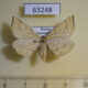 63248p Geometridae Hypoxystis pluviaria f Krasnoyarsk reg $5