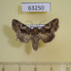 63250p Noctuidae Conisania vidua Kazakhstan $10