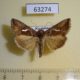 63274p Noctuidae Macdunnoughia confusa Kazakhstan $4