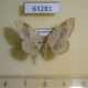 63281p Geometridae Idaea aversata Kazakhstan $4