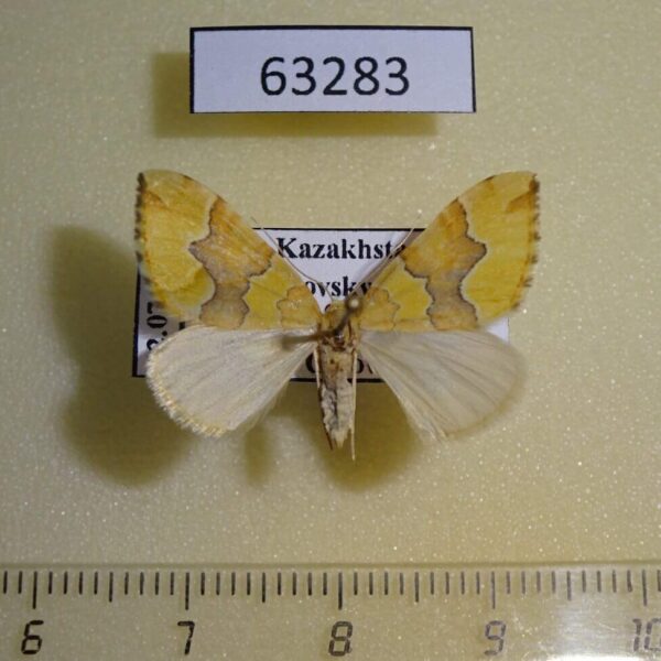 Geometridae Cidaria distinctata Kazakhstan