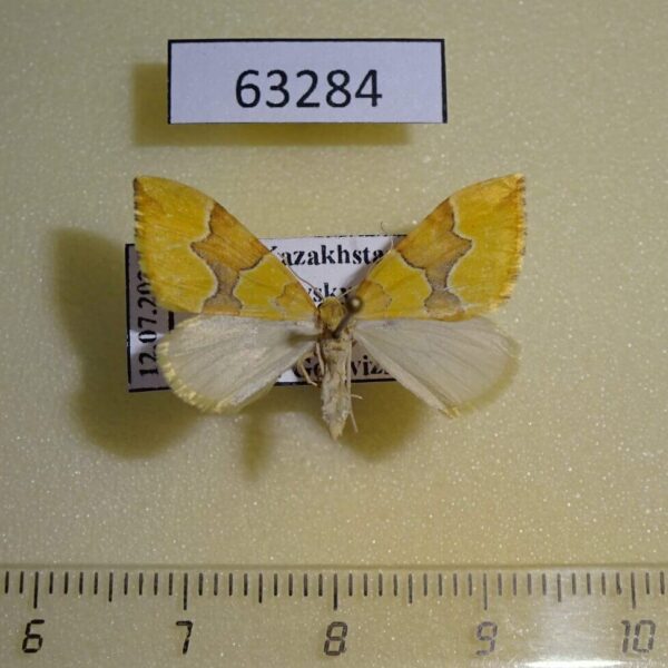 Geometridae Cidaria distinctata Kazakhstan