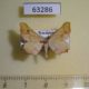 63286p Geometridae Ochodontia adustaria Kazakhstan $2