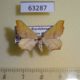 63287p Geometridae Ochodontia adustaria Kazakhstan $4