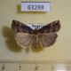 63288p Noctuidae Hypena rostralis Kazakhstan $6