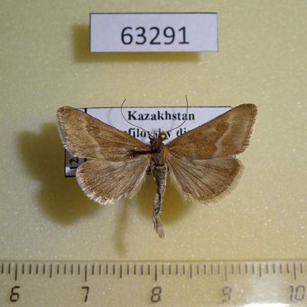 Pyralidae Synaphe punctalis Kazakhstan