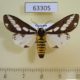 63305p Arctiidae Rajendra tripartita Vietnam $6