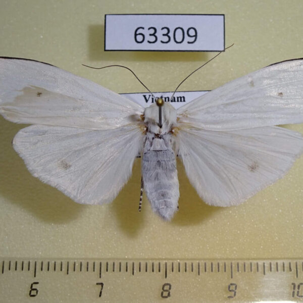 Arctiidae Vamuna remelana f Vietnam
