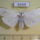 63309p Arctiidae Vamuna remelana f Vietnam $5