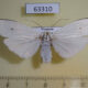 63310p Arctiidae Vamuna remelana f Vietnam $7
