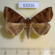 63316p Noctuidae Mocis anetta Primorye $6