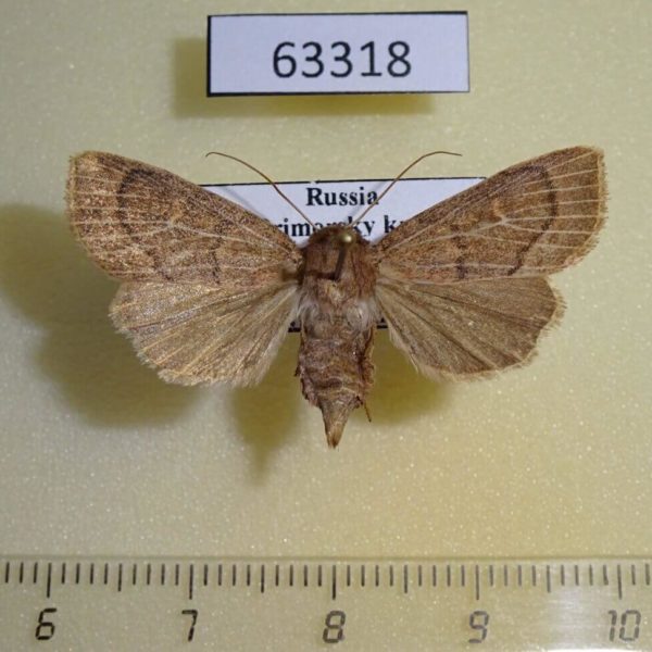 Noctuidae Mythimna inanis f Primorye