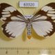 63320p Arctiidae Nyctemera coleta f Vietnam $7