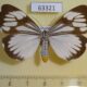 63321p Arctiidae Nyctemera coleta f Vietnam $7