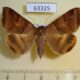63325p Noctuidae Mocis undata f Vietnam $6
