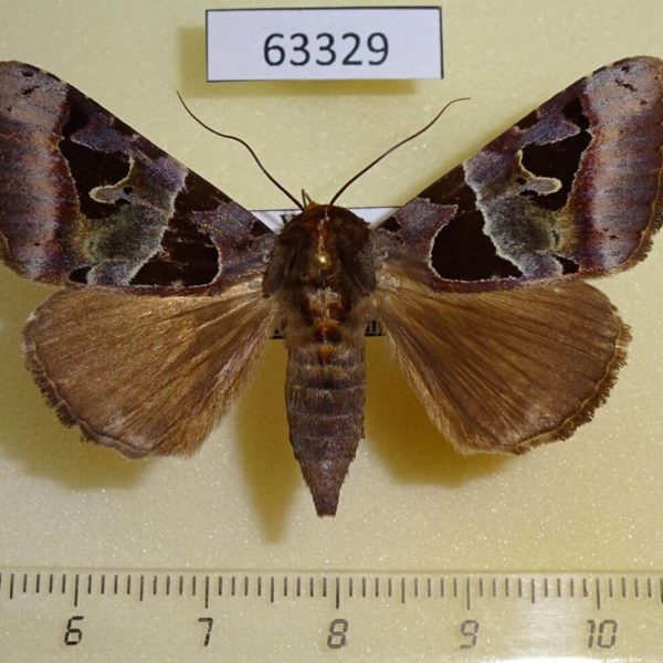 Noctuidae Avatha pulcherrima f Vietnam