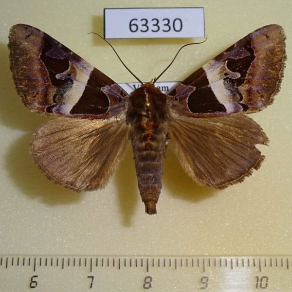 Noctuidae Avatha pulcherrima Vietnam