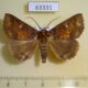 63331p Noctuidae Hypersypnoides punctosa Vietnam $8