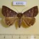 63332p Noctuidae Hypersypnoides submarginata Vietnam $8