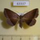 63337p Noctuidae Hadennia hisbonalis f Vietnam $8