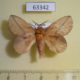 63342p Lasiocampidae Euthrix isocyma Vietnam $7