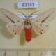 63343p Arctiidae Spilarctia obliqua Vietnam $8