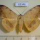 63346p Noctuidae Hamodes propitia Vietnam $10