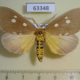 63348p Noctuidae Tinolius hypsana Vietnam $12