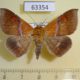 63354p Noctuidae Sympis rufibasis Vietnam $8