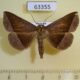 63355p Noctuidae Hadennia hisbonalis Vietnam $7