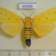 63359p Noctuidae Agape chloropyga Vietnam $15