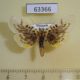 63366p Crambidae sp. Vietnam $8