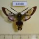 63368p Sphingidae Hemaris fuciformis robusta Kazakhstan $9
