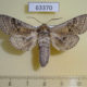 63370p Cossidae Cryptoholcocerus mongolicus Kazakhstan $12