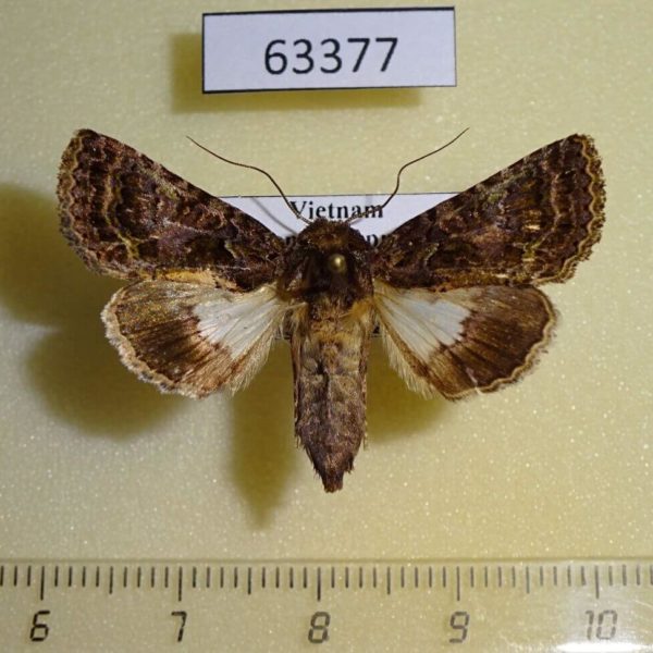 Noctuidae Aedia acronyctoides f Vietnam