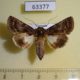 63377p Noctuidae Aedia acronyctoides f Vietnam $7