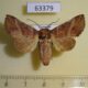 63379p Noctuidae Ossonoba torpida Vietnam $8