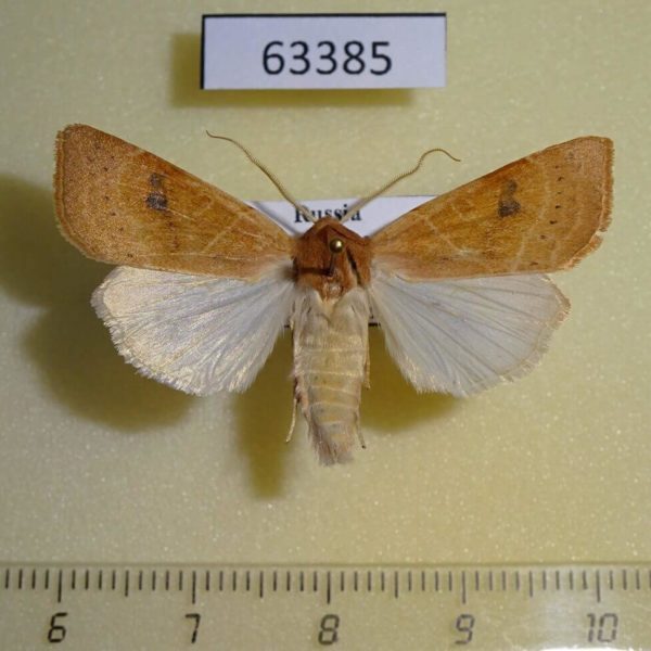 Noctuidae Miniphila miniago Tyva rep.