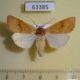 63385p Noctuidae Miniphila miniago Tyva rep. $10