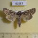 63387p Noctuidae Calamia decipiens Tyva rep. $12