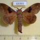 63393p Lasiocampidae Metanastria gemella Vietnam $8