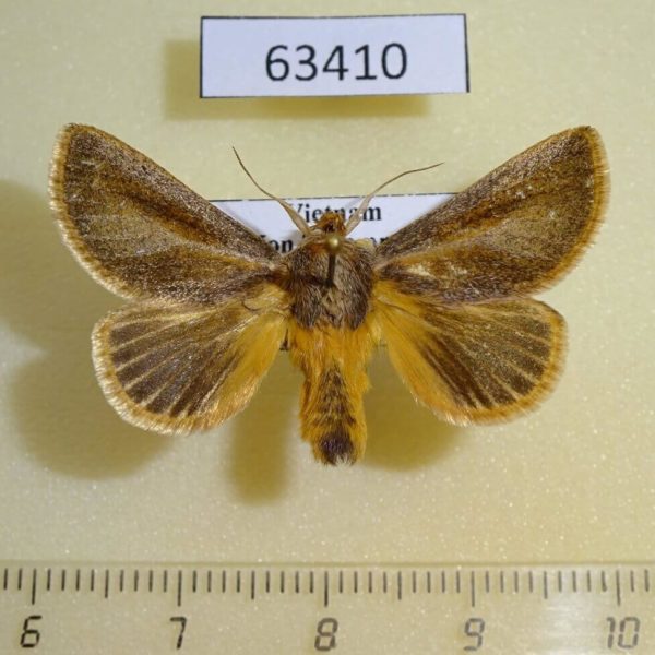 Limacodidae Scopelodes vulpina Vietnam