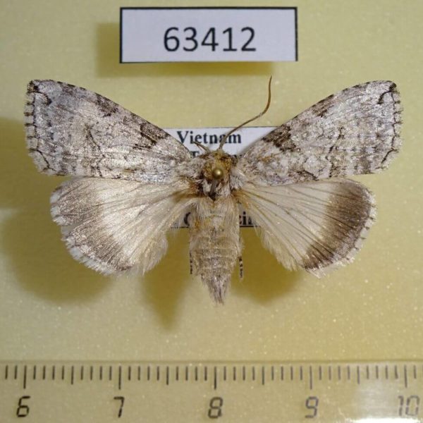 Thyatiridae Parapsestis lichenea Vietnam