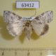 63412p Thyatiridae Parapsestis lichenea Vietnam $5